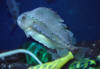 Oddwater-Atlantic Lumpfish (2).JPG (687559 bytes)