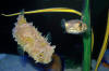 Oddwater-Bridled burrfish&puffer (2).JPG (864619 bytes)
