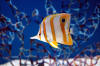 Oddwater-Copperbanded butterflyfish.JPG (1218620 bytes)