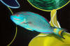Oddwater-Parrotfish (2).jpg (3654764 bytes)