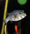 Oddwater-White-spotted Puffer (3).JPG (331521 bytes)